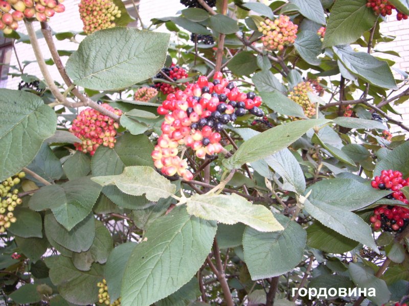 Калина Саржента куст