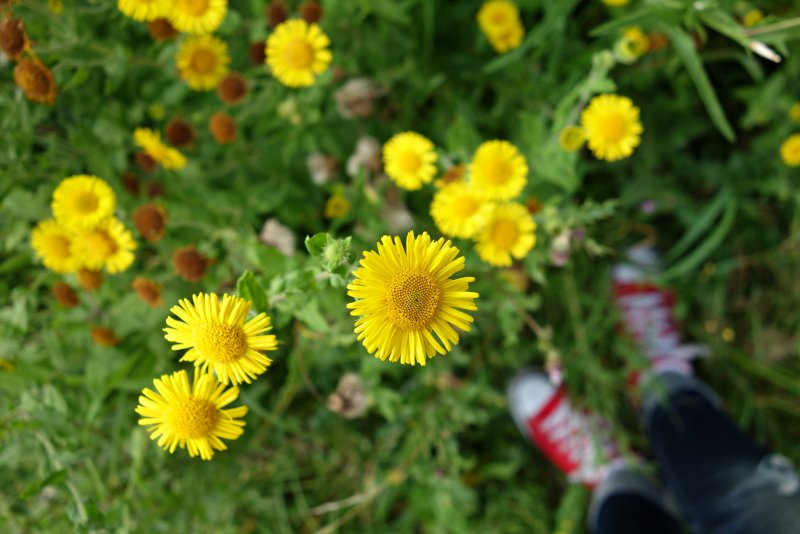 Asteraceae семейство