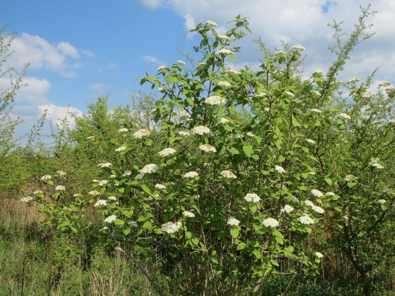 Гордовина (Viburnum Lantana l.)