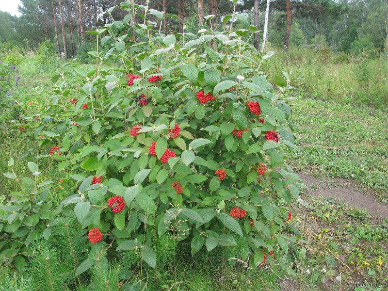 Калина канадская Viburnum lentago