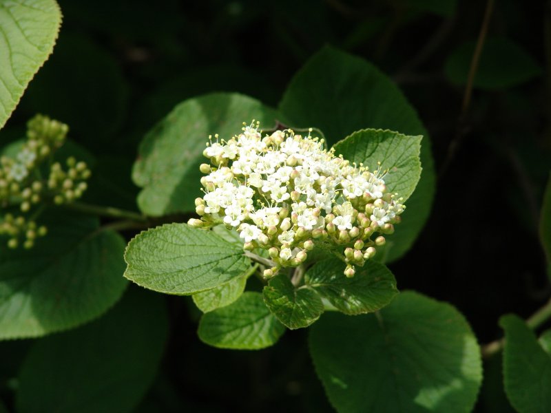 Гордовина (Viburnum Lantana l.)
