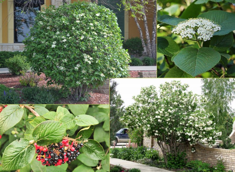 Калина гордовина Viburnum Lantana
