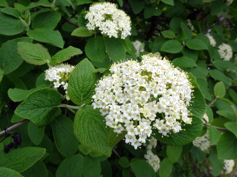 Калина гордовина Viburnum Lantana