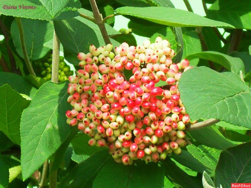Калина гордовина Viburnum Lantana