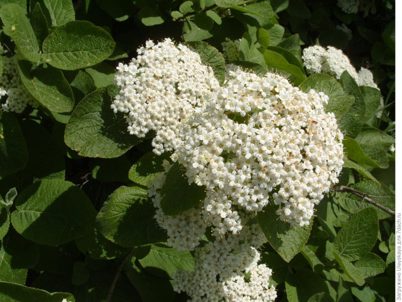 Калина обыкновенная, гордовина
