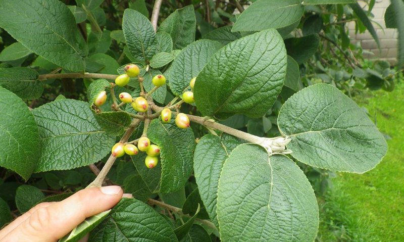 Калина гордовина Viburnum Lantana