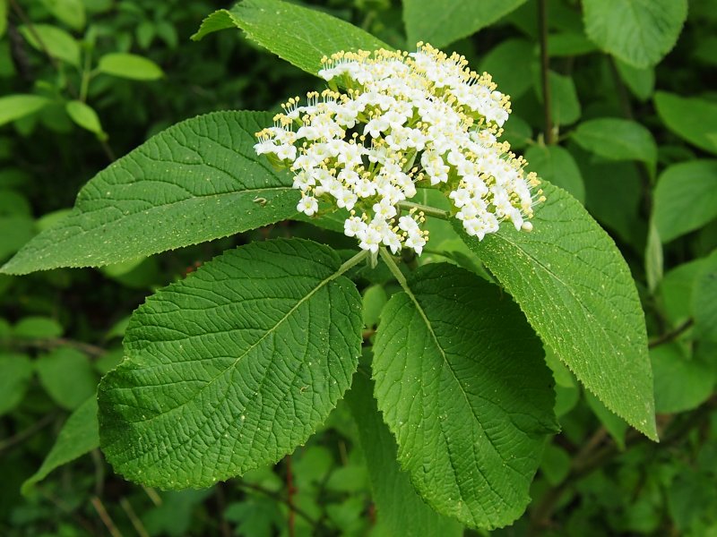 Viburnum Lantana