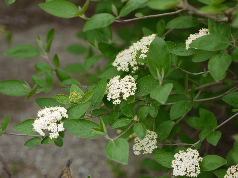 Калина гордовина Viburnum Lantana