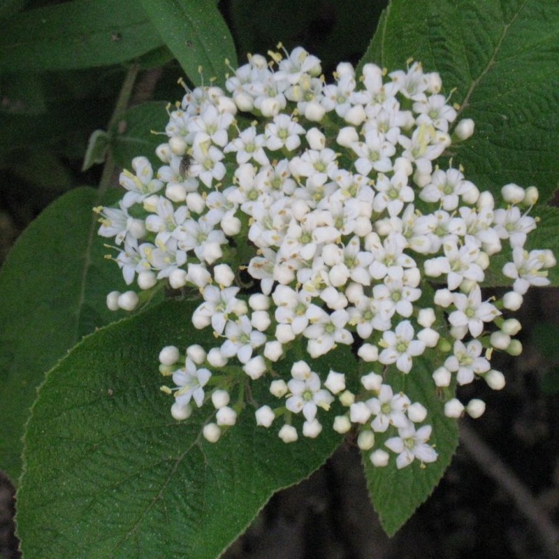Калина гордовина листья