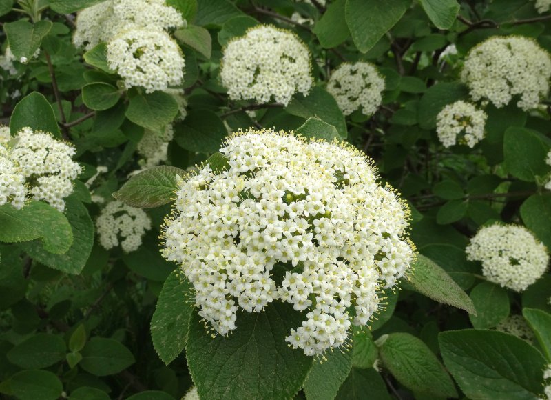 Калина гордовина Mohican