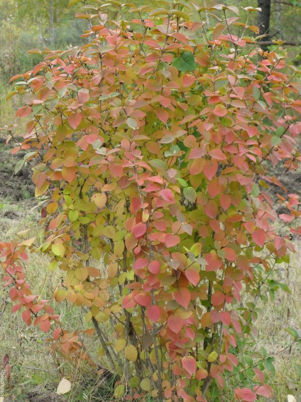 Калина гордовина Viburnum Lantana