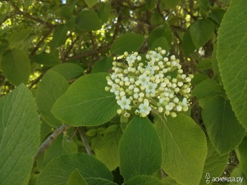 Калина гордовина куст