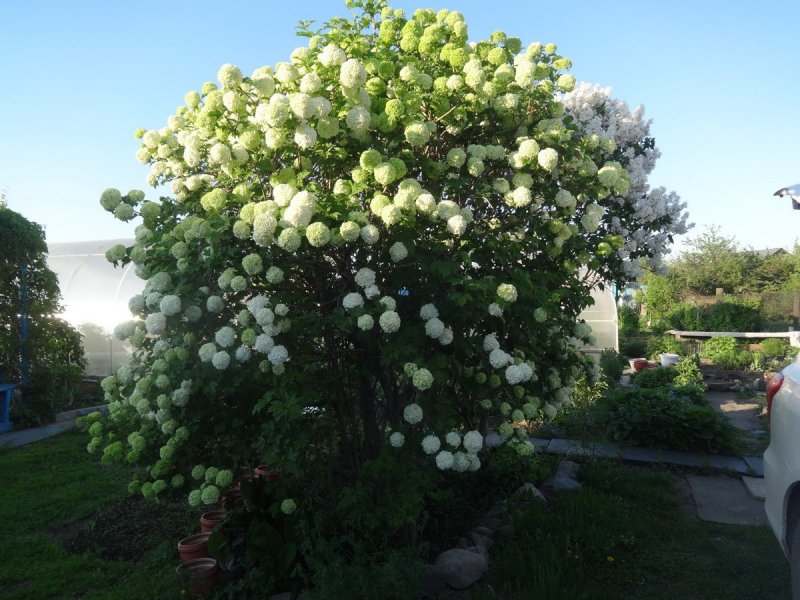 Калина бульденеж в ландшафтном