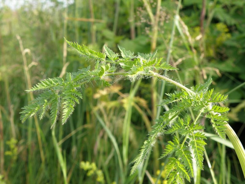 Chaerophyllum hirsutum