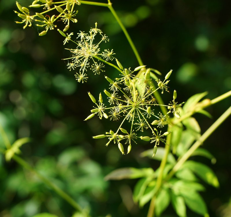 Бутень одуряющий (Chaerophyllum temulum l.)