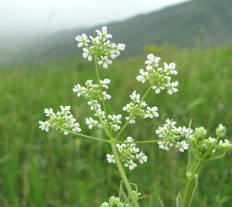 Бутень клубненосный (Chaerophyllum bulbosum