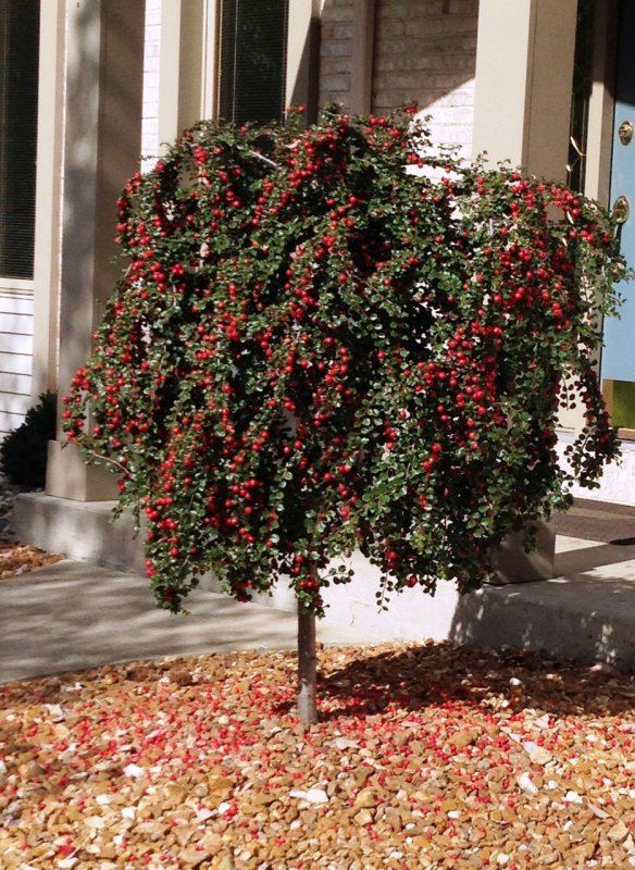 Viburnum sargentii