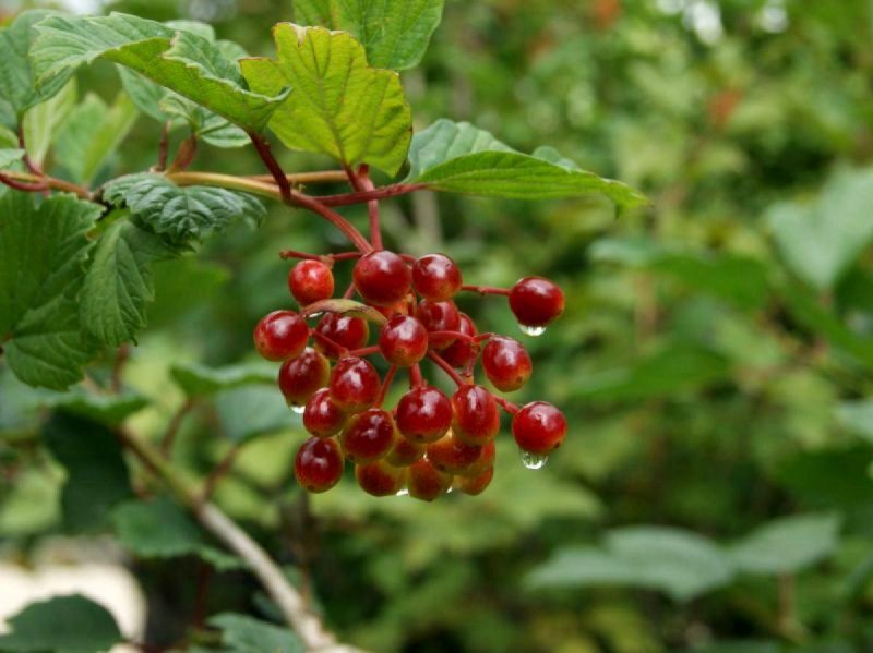 Viburnum opulus 'compactum'