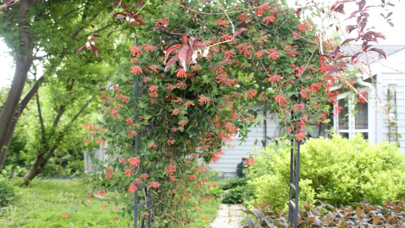 Калина обыкновенная / Viburnum opulus 'compactum'