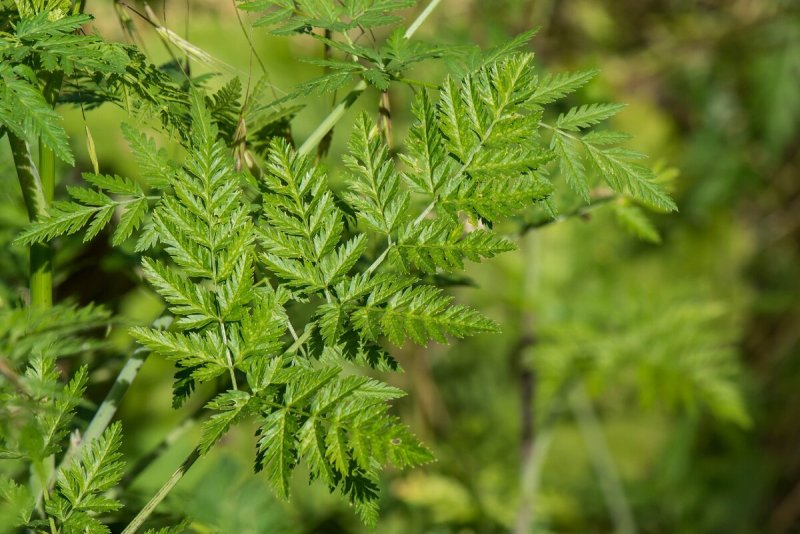 Бутень ароматный (Chaerophyllum aromaticum)