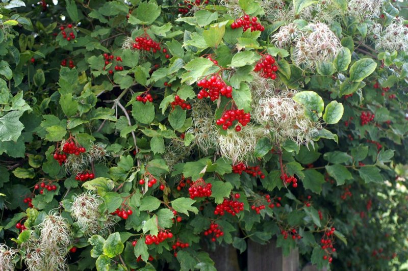 Калина Саржента (Onondaga)