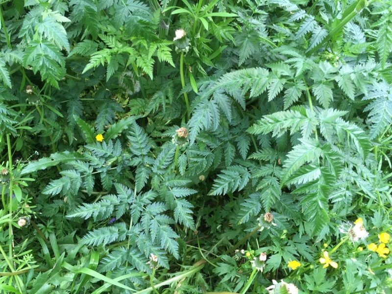 Бутень клубненосный (Chaerophyllum bulbosum