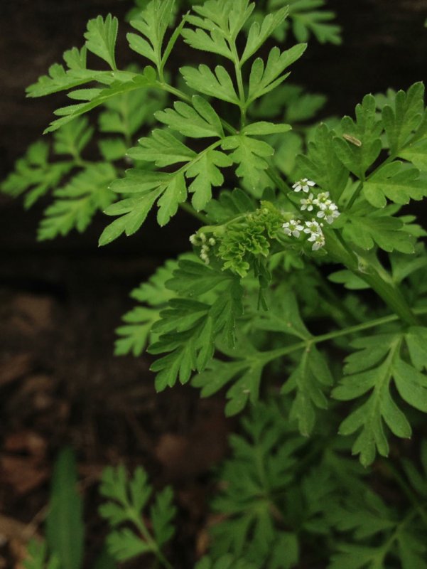 Chaerophyllum hirsutum