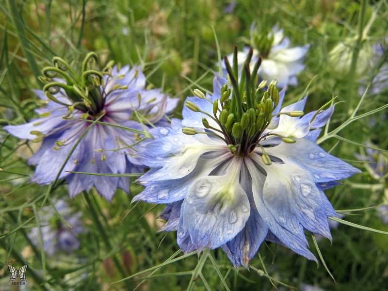 Geranium albiflorum