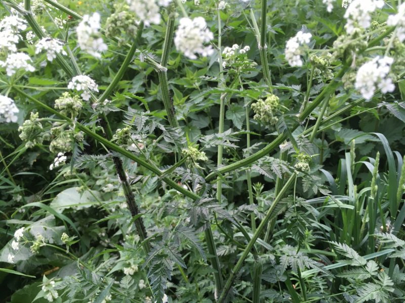 Бутень одуряющий (Chaerophyllum temulum l.)