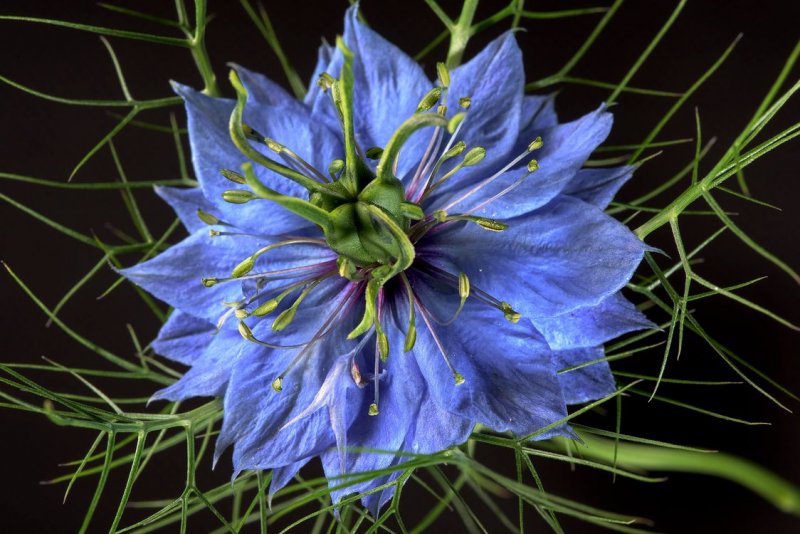 Bloom Blue 80x160
