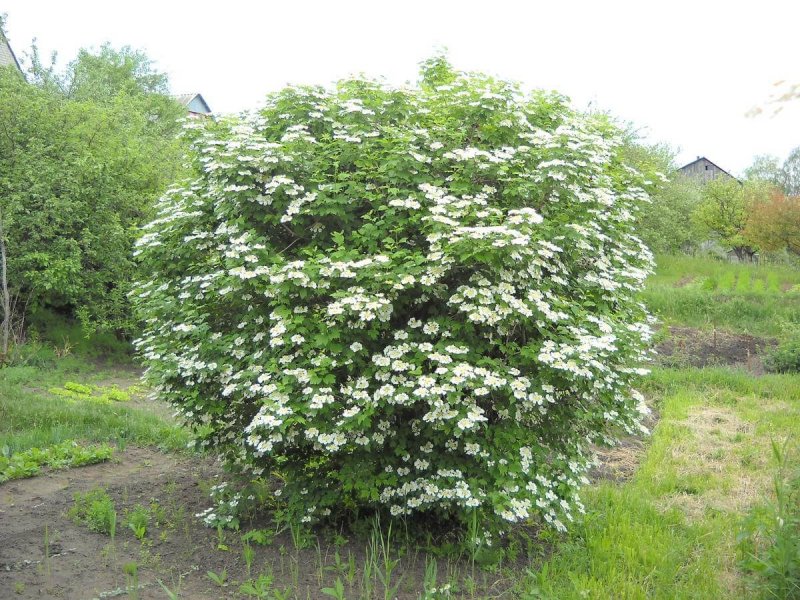 Калина обыкновенная куст