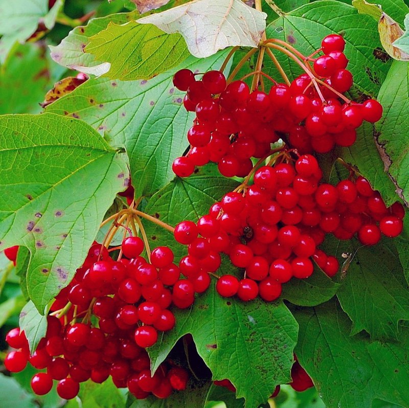 Калина Viburnum дерево