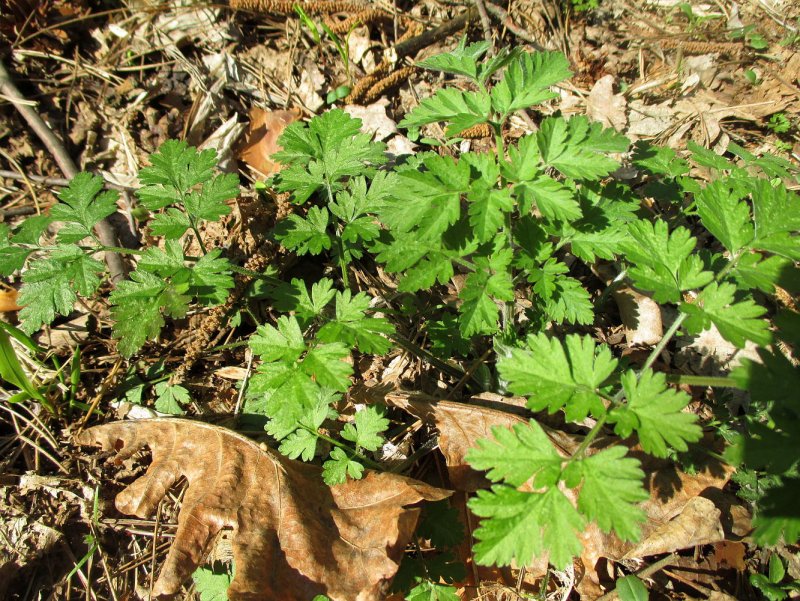 Chaerophyllum bulbosum