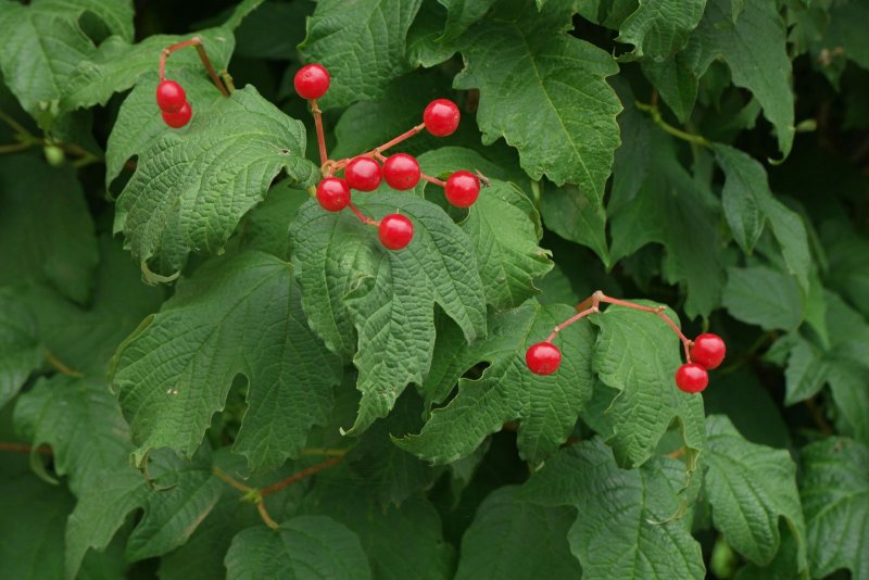 Калина (Viburnum)