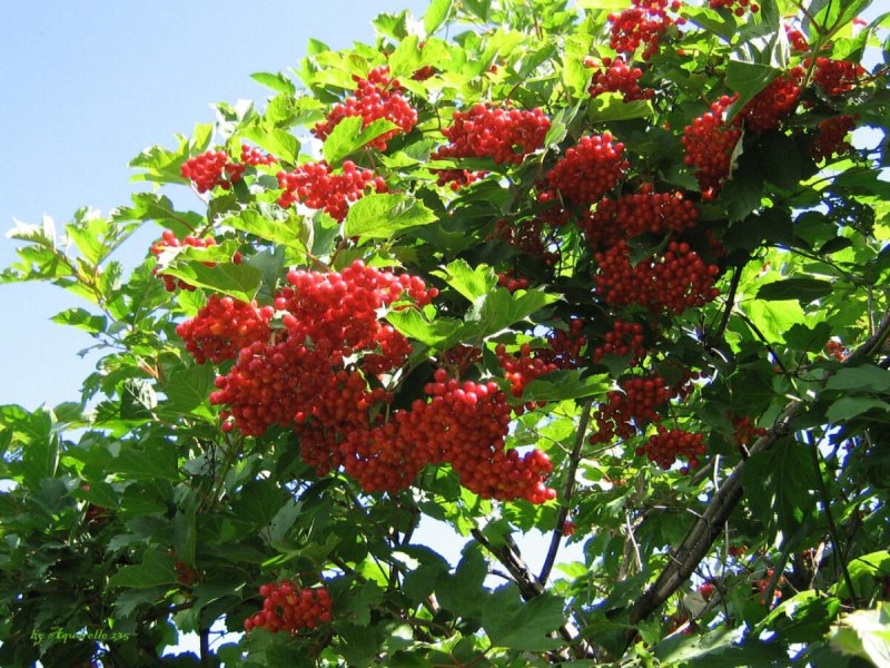 Калина куст