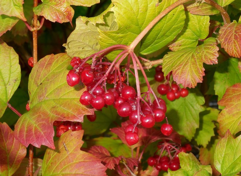 Калина обыкновенная Viburnum opulus