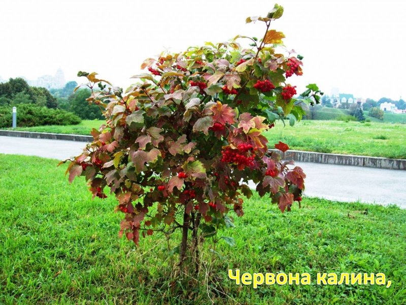 Калина красная куст