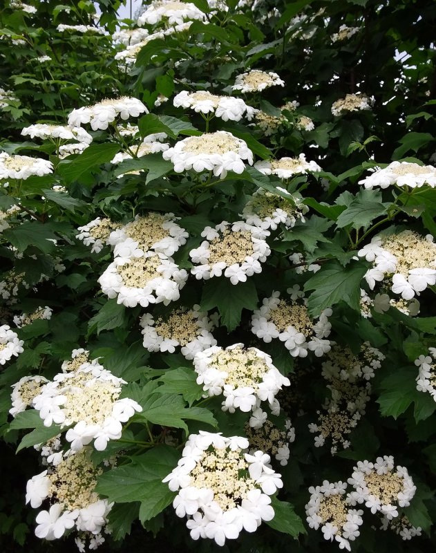 Калина (Viburnum)