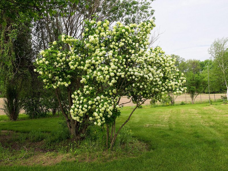 Калина Viburnum дерево