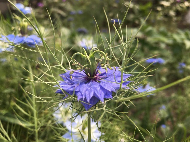 Nigella Sativa (Чернушка посевная)