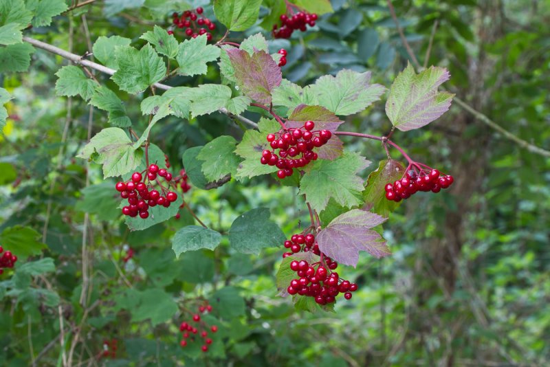 Калина обыкновенная (Viburnum opulus l.)