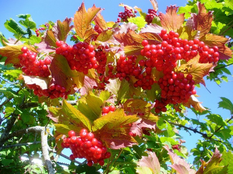Калина красная кустарник