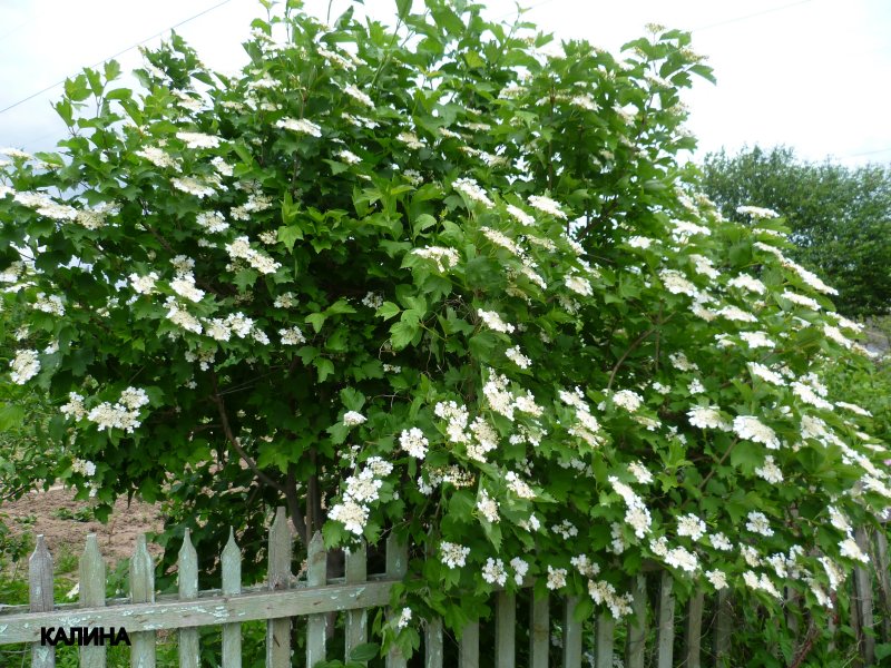 Калина обыкновенная кустарник
