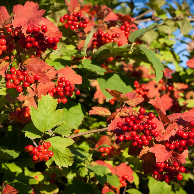 Калина Viburnum дерево