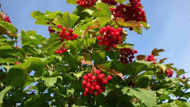 Калина Viburnum дерево