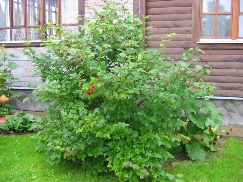 Калина Саржента кустарник