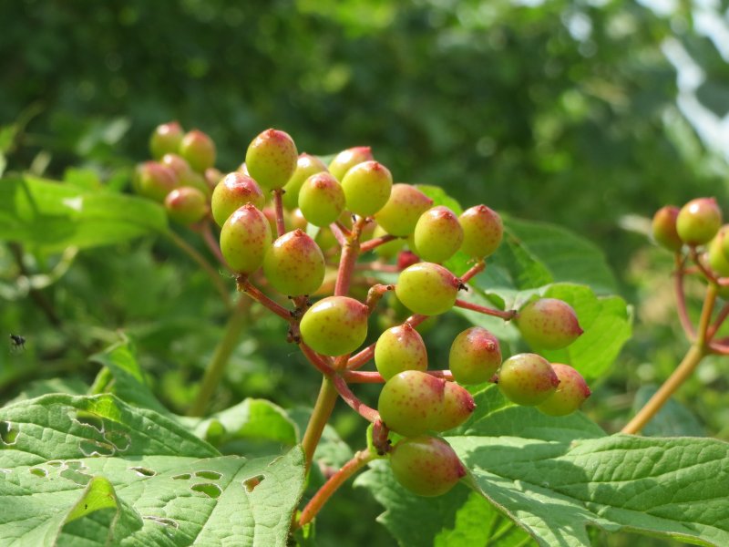 Калина (Viburnum)