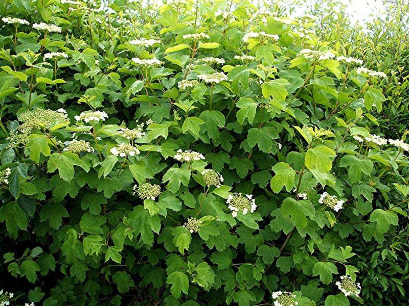 Калина обыкновенная куст
