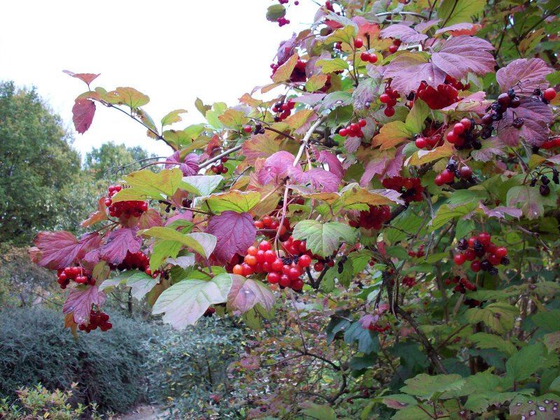 Калина обыкновенная(лат. Viburnum opulus),
