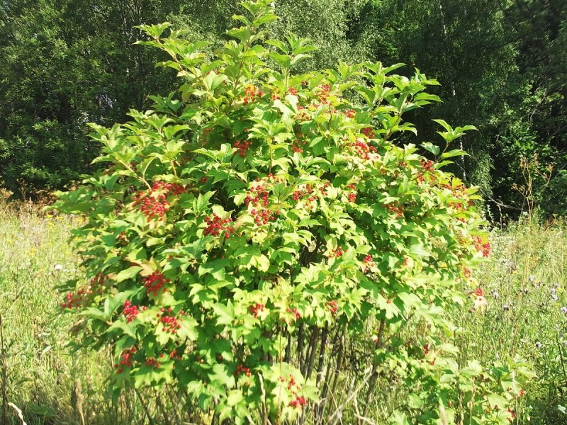 Калина Viburnum куст